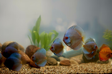 A group of colorful discus fish swimming in a planted aquarium with gravel substrate.
