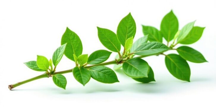 Fresh green branch of Salal Gaultheria Shallon isolated on white background, isolated, green, nature