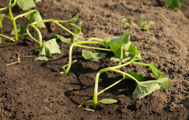 Dried cucumber sprouts during drought