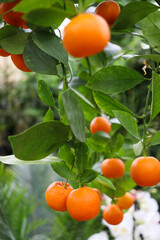 Mandarin tree. Mini mandarins. Tropical fruits. Exotica.