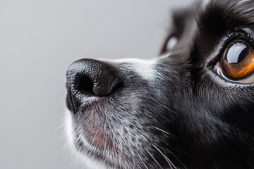 Hyper-Detailed Pet Wellness Macro Close-Up of Canine Emotional Intelligence - Empathetic Animal Care and Professional Grooming Insights for Modern Pet Lovers