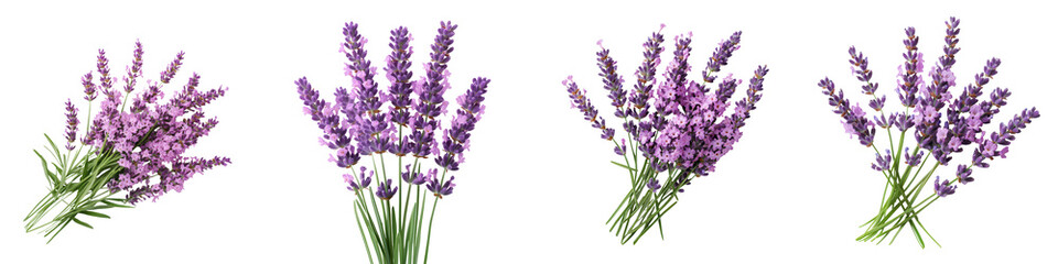 Obraz premium Closeup of a beautiful lavender flowers bouquet in soft natural light Lavender is a fragrant purple flowering plant that is often used in aromatherapy spa and beauty products