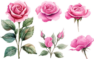 Fototapeta premium Botanical Watercolor Pink Rose Flower Art Clipart