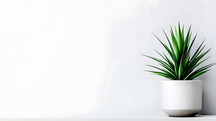 Minimalist Green Plant in Simple White Pot Against Clean White Background in Indoor Setting