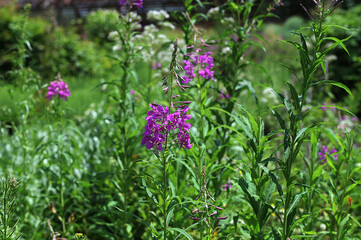 Epilobium angustifolium. Pink flowers of fireweed, Chamerion angustifolium.