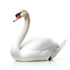 Obraz premium Elegant white swan in profile view against a bright white background. The swan's plumage is smooth, and its beak is a soft orange. The image is clean and simple.