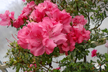 Azalea. Beautiful spring flowers. Rhododendron.