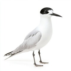 Fototapeta premium A small seabird with black and white head, grey wings and body, and dark beak, standing against a bright white background.