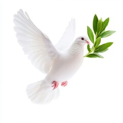White dove in flight carrying an olive branch against a white background. Symbol of peace and hope.
