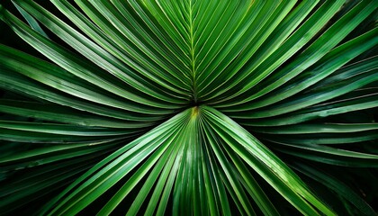 Fototapeta premium abstract green palm leaf texture nature background tropical leaf