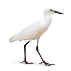 Fototapeta premium White bird with black legs and beak, walking against a white background. Studio shot.