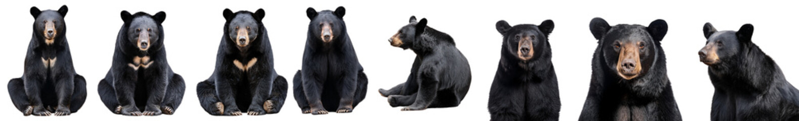 Fototapeta premium A collection of various poses featuring a playful black bear in natural settings.