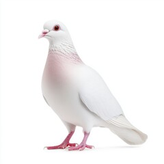 Fototapeta premium White pigeon with light pink undertones, viewed in profile against a bright white background. The bird is perched, facing left, with its feathers smoothly arranged.