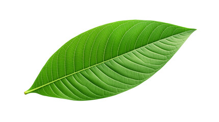 Obraz premium Vibrant Green Leaf Isola on transparent background.ted on Black Background Nature Photography