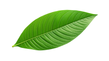 Vibrant Green Leaf Isola on transparent background.ted on Black Background Nature Photography