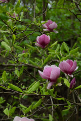 Fototapeta premium Magnolia big flowers outdoor spring nature green background