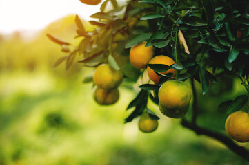 Orange garden, organic farming and sustainable vegetable and fruit growing