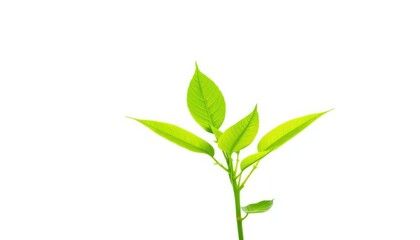 Fototapeta premium Single vibrant green plant, isolated on pure white backdrop, plant, organic