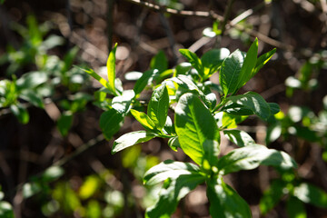 Sunny light on spring green leaves on tree nature