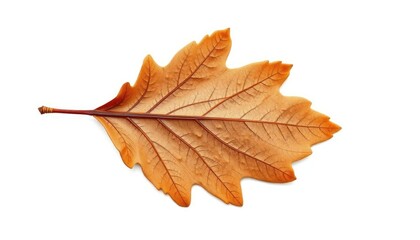 Single, weathered oak leaf isolated on pure white, texture, plant