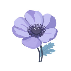 Simple flat 2D icon purple anemone flower isolated on transparent background, vector, vector, flat design, animation design, simple flat 2D icon, clipart