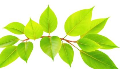 Fototapeta premium Vibrant green leaves, isolated on pure white background, organic, branches