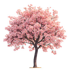 Obraz premium Cherry Blossom Tree Blooms Isolated on White Background , Pink Floral Theme