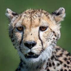 portrait of a cheetah