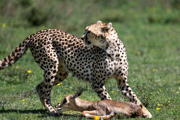cheetah kills a gazelle in Serengeti