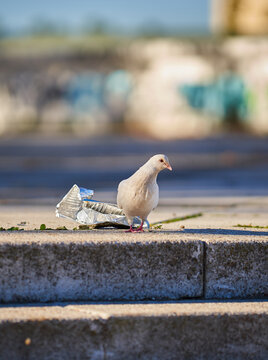 paloma, basura ecologismo