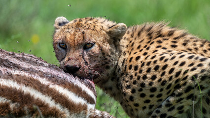 cheetah feasting on a zebra calf