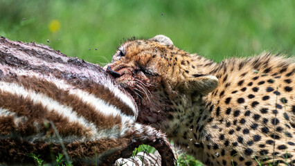 cheetah feasting on a zebra calf