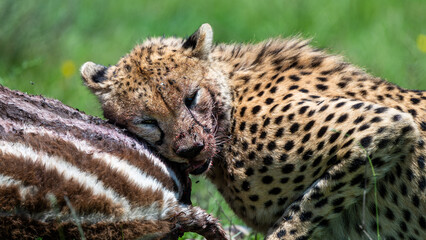 cheetah feasting on a zebra calf