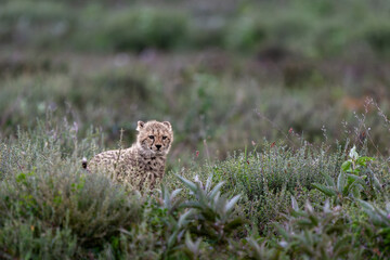a cheetah cub in savannah