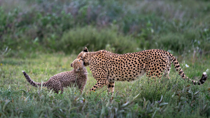 cheetah cub playing with her mum
