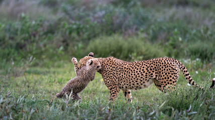 cheetah cub playing with her mum