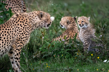 tense encounter when a female cheetah and her cub venture into the territory of three dominant...