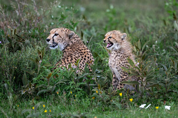 tense encounter when a female cheetah and her cub venture into the territory of three dominant cheetah brothers