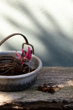 Sprouted peony roots ready to be put in the ground