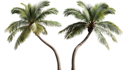 A pair of tropical palm trees, cut out and isolated on a transparent background, with one tree slightly leaning toward the other, creating a sense of balance.
