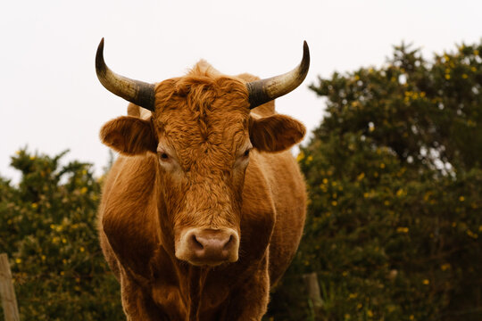 A large brown bull with impressive horns.