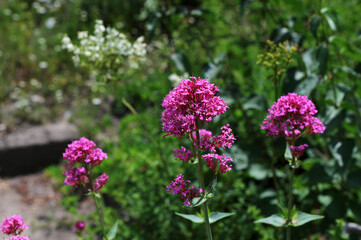 Pink blooming Centranthus ruber