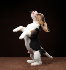 Cute little beagle puppy standing on his hind legs