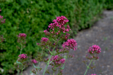 Fototapeta premium Pink blooming Centranthus ruber