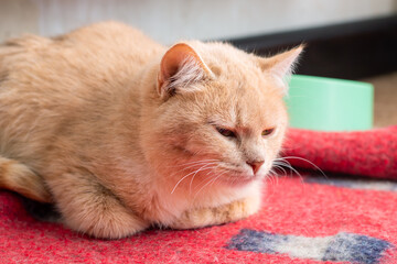 An orange cat is peacefully sleeping on a red and blue blanket