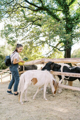 Young woman with a bowl of vegetables feeds fluffy ponies while standing near a fence in the park