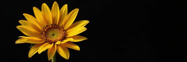 Obraz premium golden sunflower with black background and delicate petals, gold, colorful, dark background