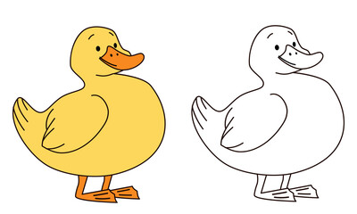 Flat vector illustration for children's coloring book. Cute duck in black and white and color version. Farm pets . Vector illustration