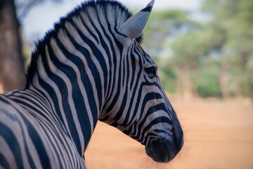 A wild African animal. Close-up of a mountain zebra on the grassland