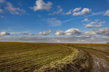 Fototapeta premium landscape with a field